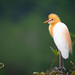 Eastern Cattle Egret - Photo (c) Ben Tsai蔡維哲, some rights reserved (CC BY-NC), uploaded by Ben Tsai蔡維哲