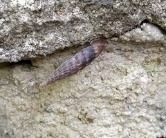 Laciniaria plicata