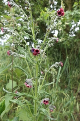 Cynoglossum officinale