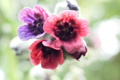 Cynoglossum officinale