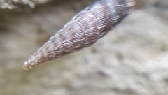 Laciniaria plicata