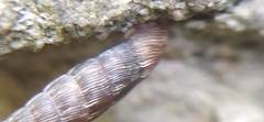 Laciniaria plicata