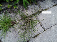 Equisetum arvense