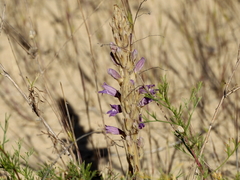 Phelipanche arenaria
