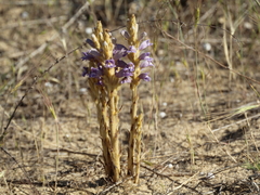 Phelipanche arenaria