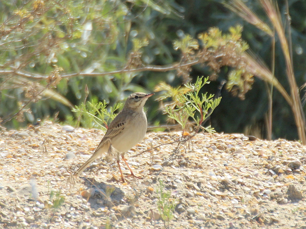 Tawny Pipit