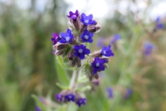 Anchusa officinalis