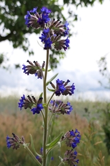 Anchusa officinalis