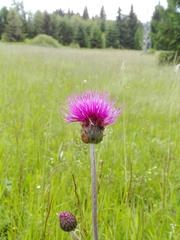 Cirsium heterophyllum