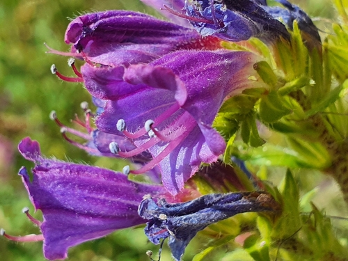 Lax Viper's-bugloss