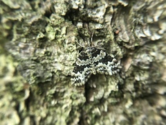 Electrophaes corylata