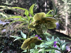 Helleborus purpurascens