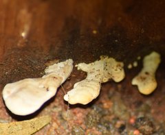 Fungi