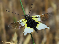 Libelloides baeticus