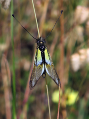 Libelloides baeticus