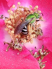 Agapostemon virescens