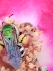 Agapostemon virescens