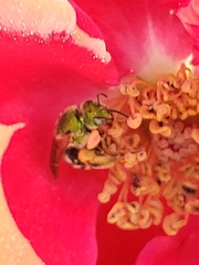 Agapostemon virescens