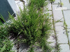 Equisetum arvense