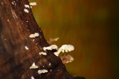Fungi