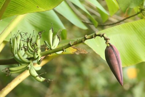 Subspecies Musa acuminata microcarpa · iNaturalist