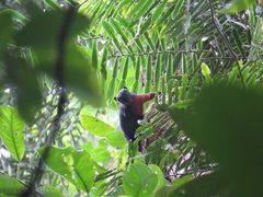 Callosciurus prevostii