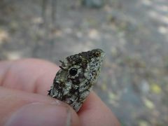 Draco