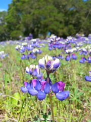 Lupinus nanus