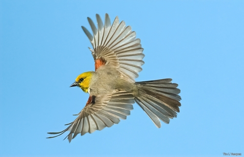 Verdin
