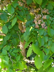 Ulmus glabra camperdownii