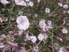 Convolvulus dorycnium