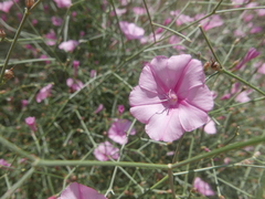 Convolvulus dorycnium