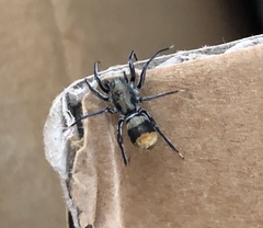 Nyssus