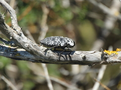 Capnodis cariosa