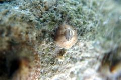 Chthamalus antennatus