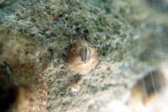 Chthamalus antennatus