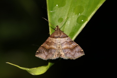 Bertula kosemponica