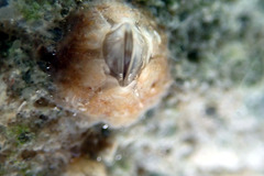 Chthamalus antennatus