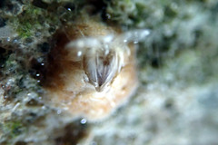 Chthamalus antennatus