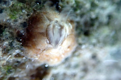 Chthamalus antennatus