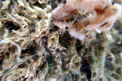 Baseodiscus delineatus
