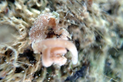 Baseodiscus delineatus