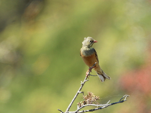 Escribano hortelano (Emberiza hortulana)