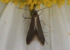 Schreckensteinia erythriella