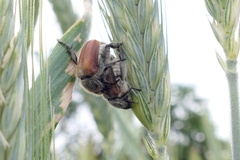 Chaetopteroplia segetum