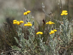 Tanacetum achilleifolium