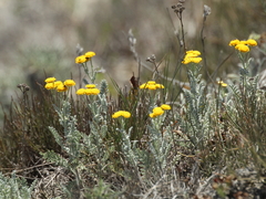 Tanacetum achilleifolium