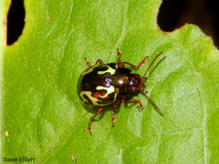 Zygogramma violaceomaculata