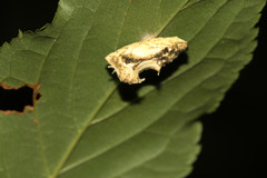 Beara tortriciformis