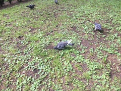 Columba livia domestica